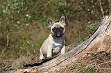 BOULEDOGUE FRANCAIS 226
